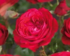 Rosa 'Red Meilove' - op stam