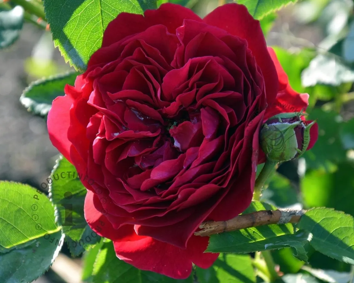 Rosa 'Red Romanza' - op stam