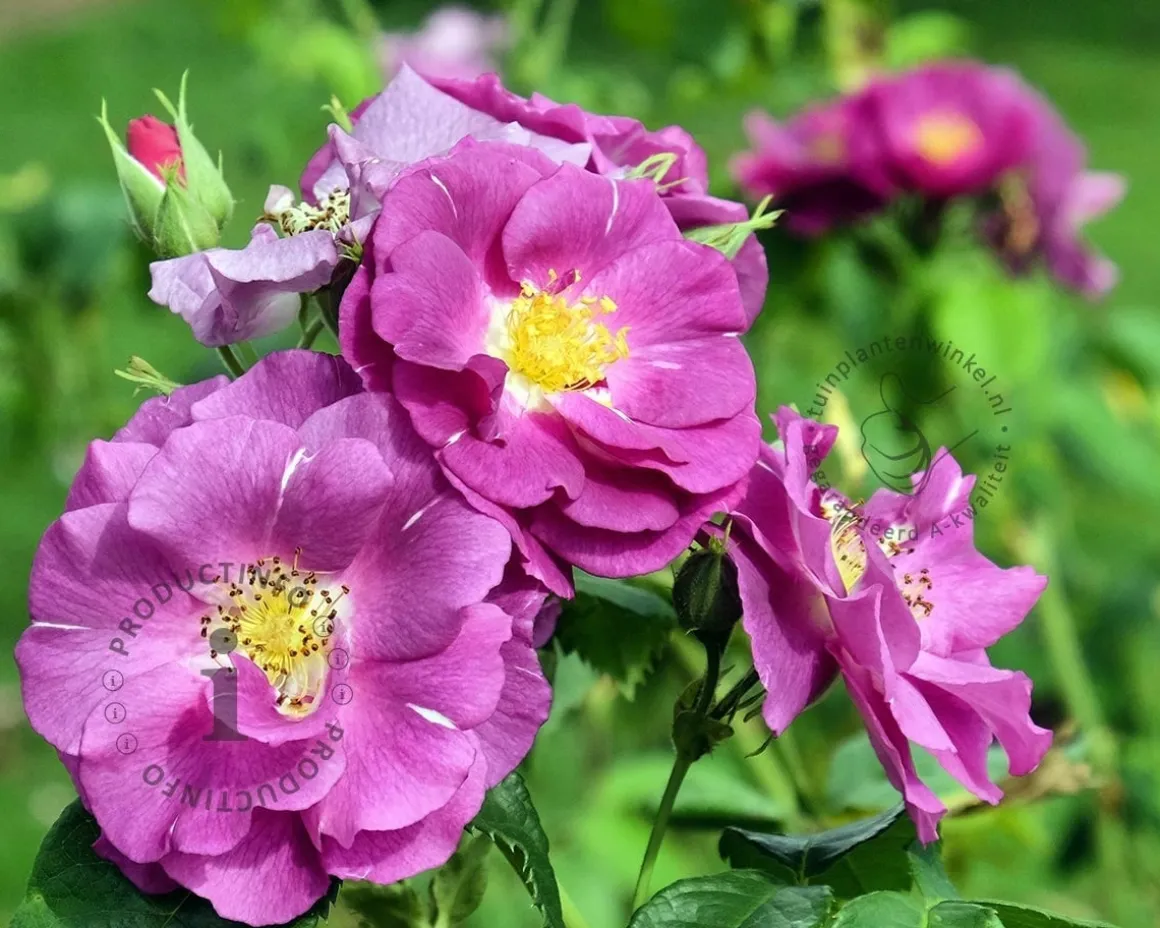 Rosa 'Rhapsody in Blue'