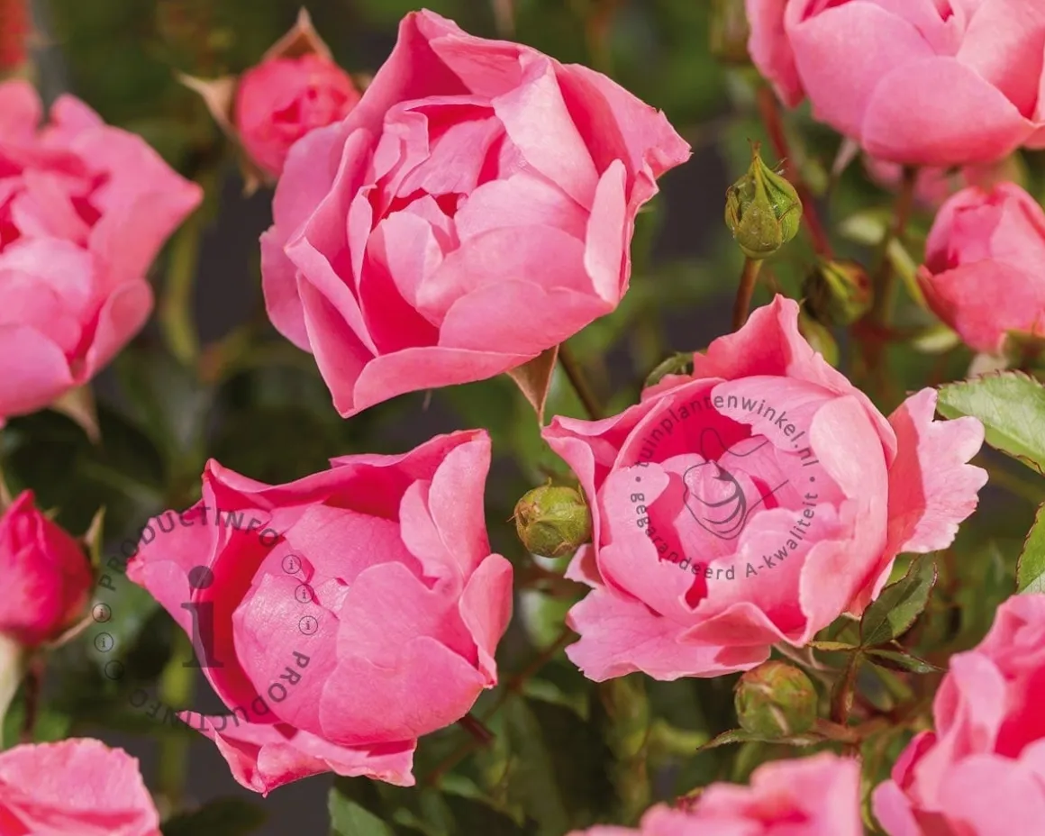 Rosa 'Rose de Rescht'