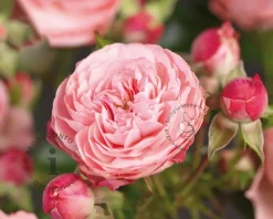 Rosa 'Rose Meilove'