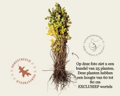 Rosa rugosa - blote wortel