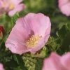Rosa rugosa 'Dagmar Hastrup'