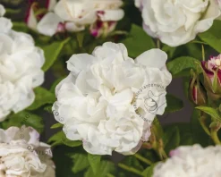 Rosa rugosa 'Louise Bugnet'