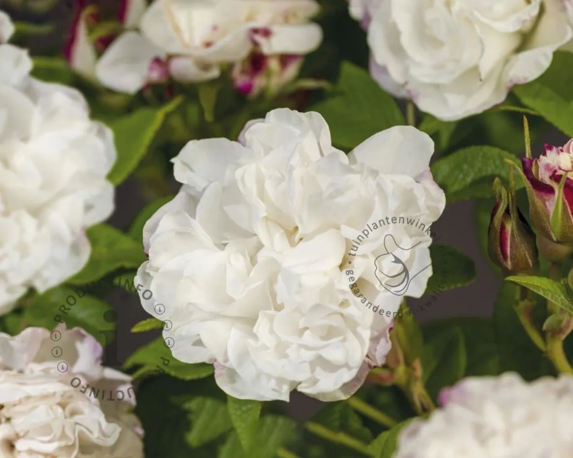 Rosa rugosa 'Louise Bugnet'