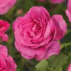 Rosa rugosa 'Rotes Meer'