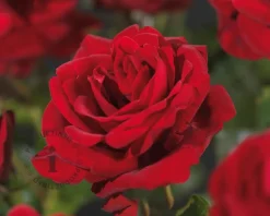 Rosa 'Santana'