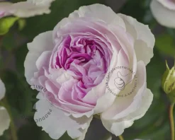 Rosa 'Saphir'