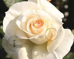 Rosa 'Schneewalzer'