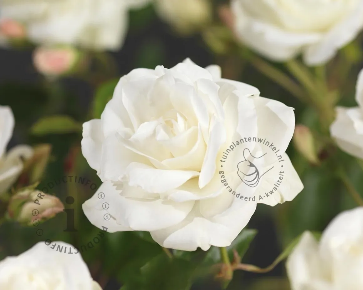 Rosa 'Schneewittchen'