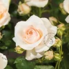 Rosa 'Sirius'