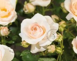 Rosa 'Sirius'