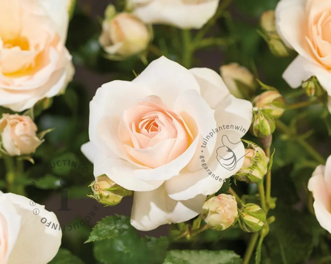 Rosa 'Sirius'