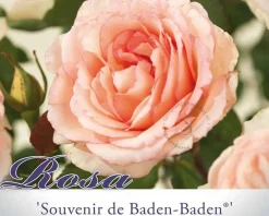 Rosa 'Souvenir de Baden-Baden'
