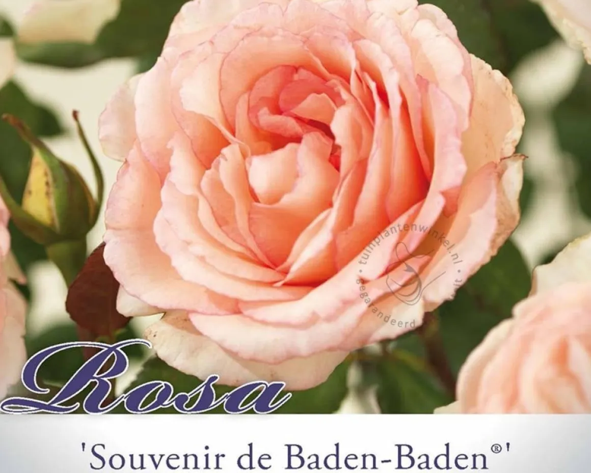 Rosa 'Souvenir de Baden-Baden'