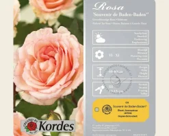 Rosa 'Souvenir de Baden-Baden'
