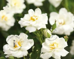 Rosa 'Swany'