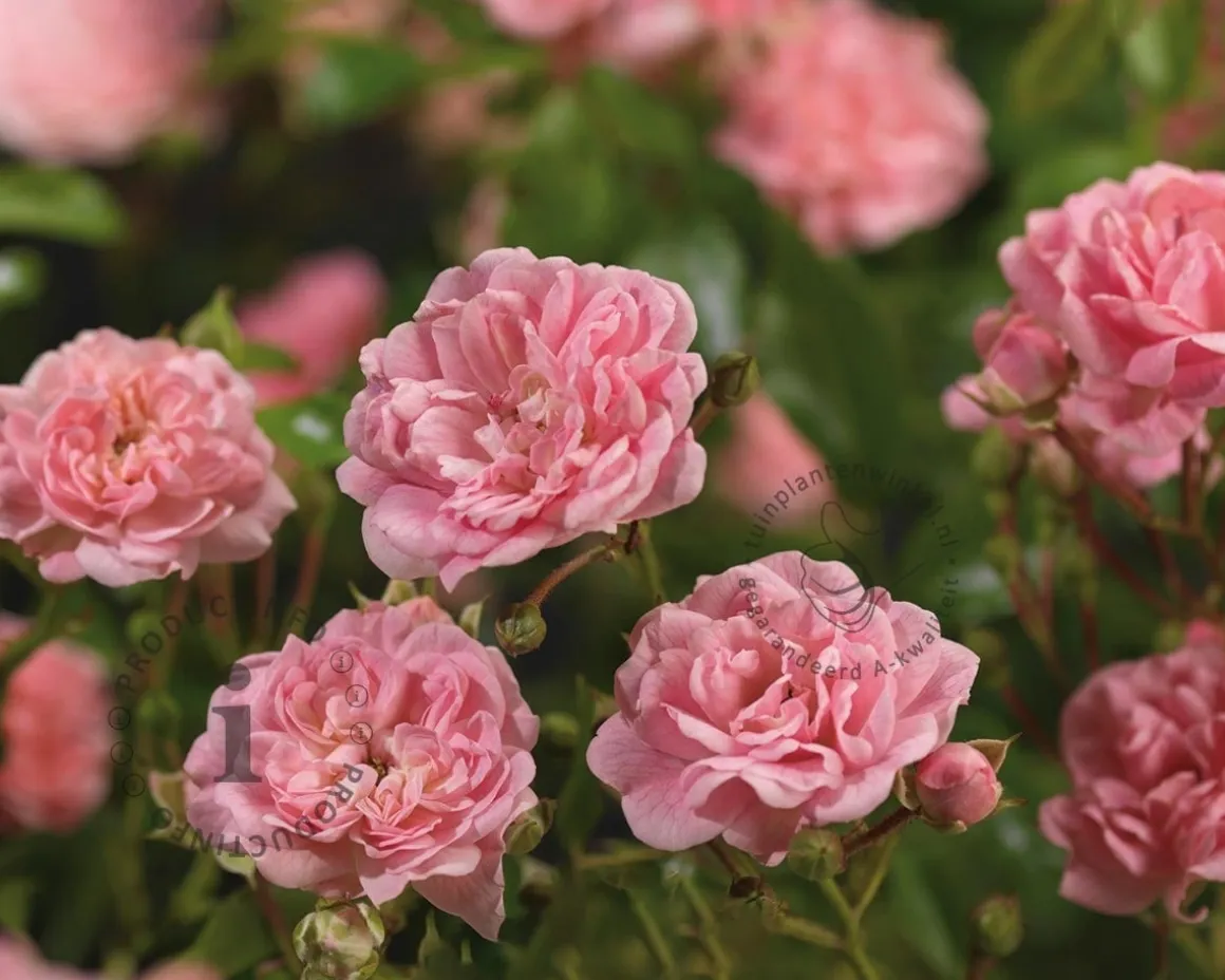 Rosa 'The Fairy' - op stam