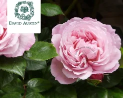 Rosa 'The Generous Gardener'