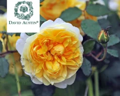 Rosa 'The Poet's Wife'