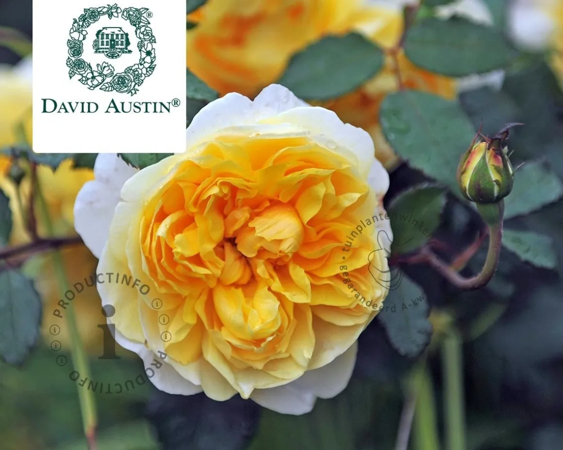 Rosa 'The Poet's Wife'