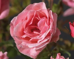 Rosa 'The Queen Elizabeth Rose'