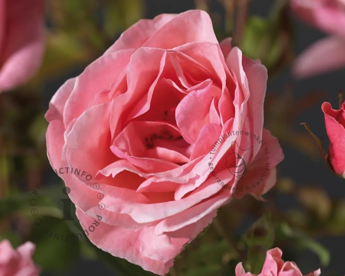 Rosa 'The Queen Elizabeth Rose'