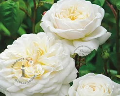 Rosa 'Tranquility' - op stam