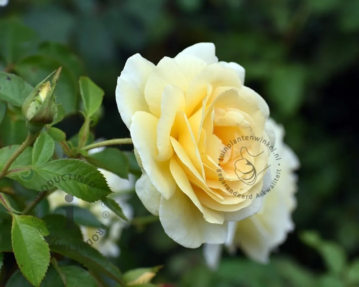 Rosa 'Tsarina'