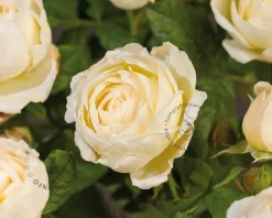 Rosa 'Uetersener Klosterrose'