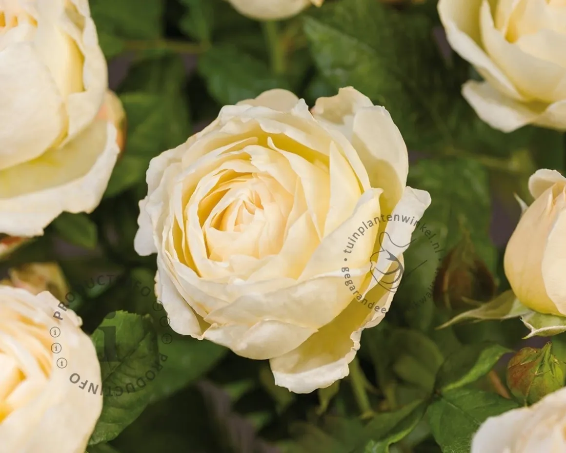 Rosa 'Uetersener Klosterrose'