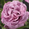 Rosa 'Waltz Time'