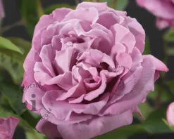 Rosa 'Waltz Time'