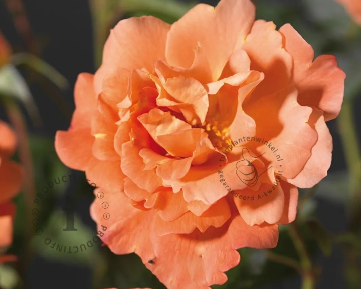 Rosa 'Westerland'