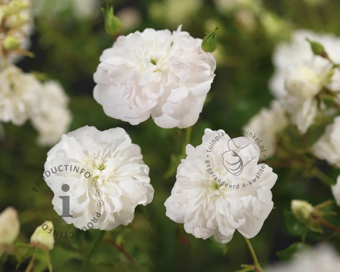 Rosa 'White Dorothy' - op stam