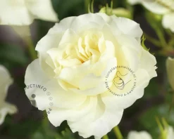 Rosa 'White Meilove'