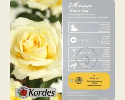 Rosa 'Winter Sun'