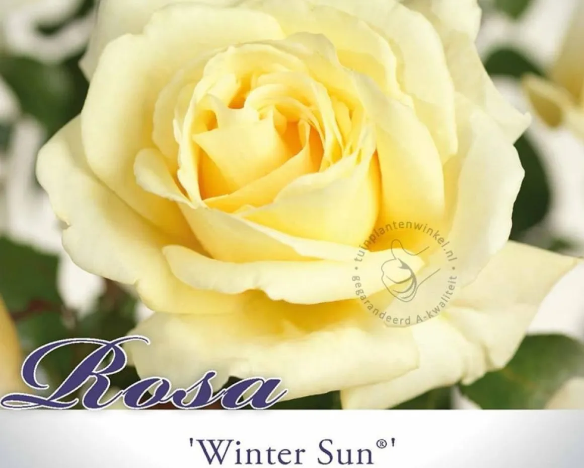 Rosa 'Winter Sun'