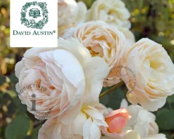 Rosa 'Wollerton Old Hall'