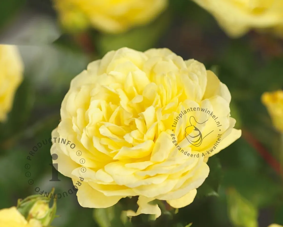 Rosa 'Yellow Meilove'