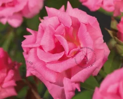 Rosa 'Zéphirine Drouhin'