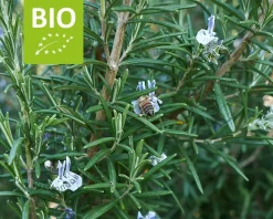 Rosmarinus officinalis 'Blue Winter Puur'