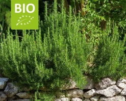 Rosmarinus officinalis 'Capri' Puur