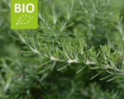 Rosmarinus officinalis 'Capri' Puur