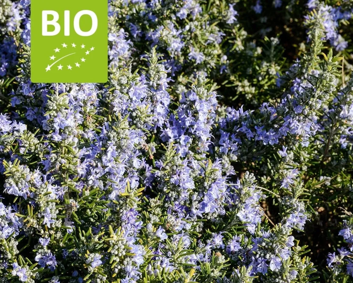 Rosmarinus officinalis 'Capri' Puur