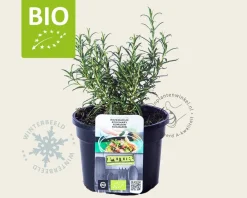 Rosmarinus officinalis Puur