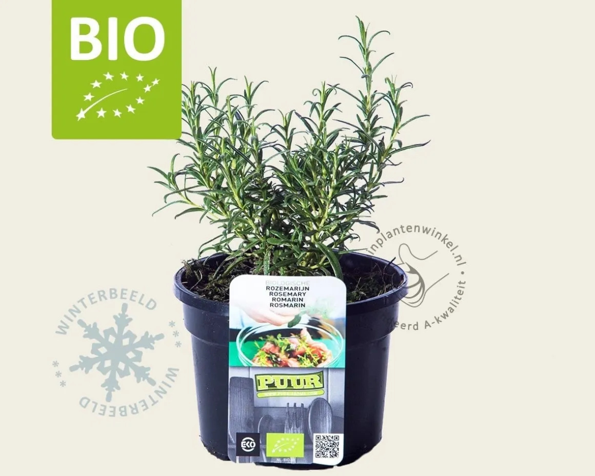 Rosmarinus officinalis Puur