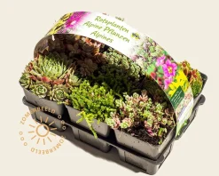 Rotsplanten Alpine Mix - tray 6 stuks