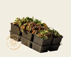 Rotsplanten Alpine Mix - tray 6 stuks