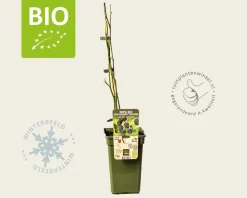 Rubus fruticosus 'Black Satin' - BIO